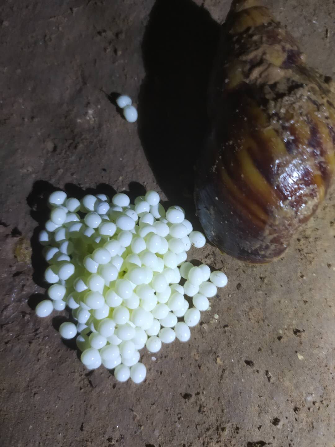 白玉蝸牛卵