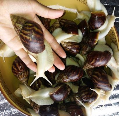養(yǎng)育白玉蝸牛常見的幾大問(wèn)題